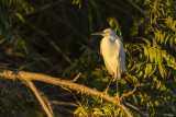 Egrets of the Delta