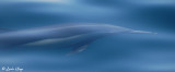 Common Dolphin, Sea of Cortez  2