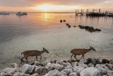 Mammals of the Florida Keys