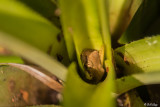 Reptiles and Amphibians of the Florida Keys
