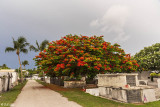 Royal Poinciana, Key West Cemetery  1