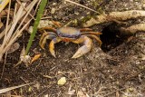 Blue Land Crab, Blue Hole, Big Pine Key  3