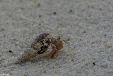 Hermit Crab, Little Palm Island  1