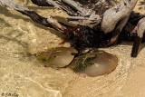 Horseshoe Crabs, Marquesas Keys  2