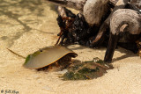 Horseshoe Crabs, Marquesas Keys  3