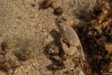 Ghost Crab, Marvin Key  6 