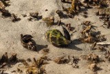 Marine Life of the Florida Keys