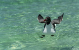 Laughing Gull  1