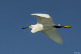 Snowy Egret  1