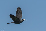 Birds of the Florida Keys