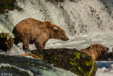 Brown Bears, Brooks Falls  13