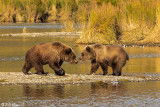 Brown Bears of Katmai National Park