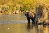 Brown Bears, Kulik  5