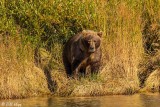 Brown Bears, Kulik  6