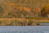 Brown Bears, Kulik  18