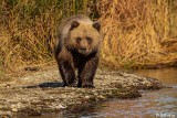 Brown Bears, Kulik  28