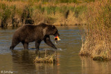 Brown Bears, Kulik  33