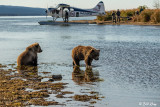 Brown Bears, Kulik  41