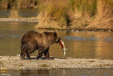 Brown Bears, Kulik  42