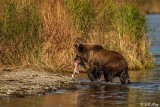 Brown Bears, Kulik  43