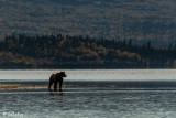 Brown Bears, Kulik  50