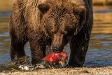 Brown Bears, Kulik  53