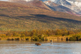 Brown Bears, Kulik  56