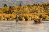 Brown Bears, Kulik  59