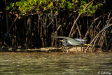 Shore & Sea Birds of the Keys