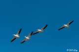 White Pelicans  2