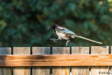 Magpies, Livingston, Montana