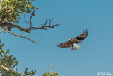 Bald Eagles, Yellowstone River, Montana
