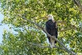 Bald Eagles, Yellowstone River, Montana