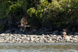 Golden  Eagles, Yellowstone River, Montana