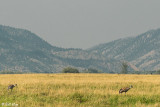 Livingston, Montana