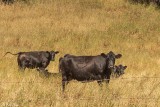 Cows, Swingley Road, Livingston Montana