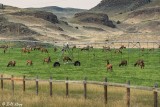 Elk, Route 89 Montana