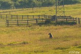 Grizzly Bear, Tom Miner Basin Montana