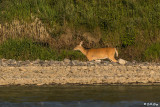 Yellowstone River, Montana