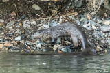River Otter, Yellowstone River, Montana