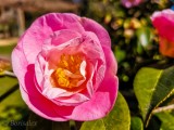 Camellia 