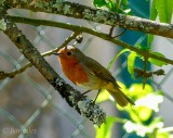Robin in Spring 