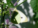 Small White 