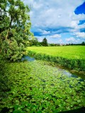 Sommer