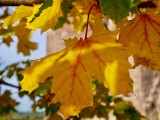 Autumn Leafs