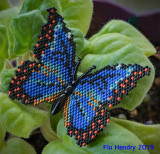 Blue Morpho Butterfly