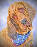 Duke on 4th of July