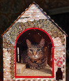 Wiley in Cat's Spring House