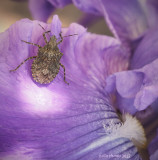 Insect Brown marmorated stink bug on Iris.jpg