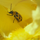 Beetle in Iris